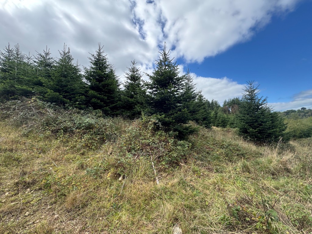 Lot: 23 - FREEHOLD SITE EXTENDING TO ALMOST EIGHT ACRES - General view of the plantation 7